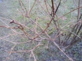 DSC07392