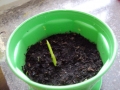 DSC07546