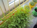 DSC07580